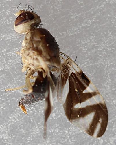 Philophylla caesio